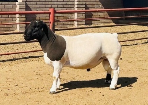 LOT 48 1X DORPER T5 RAM KOWIE DE WITT DORPERS
