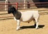 LOT 48 1X DORPER T5 RAM KOWIE DE WITT DORPERS