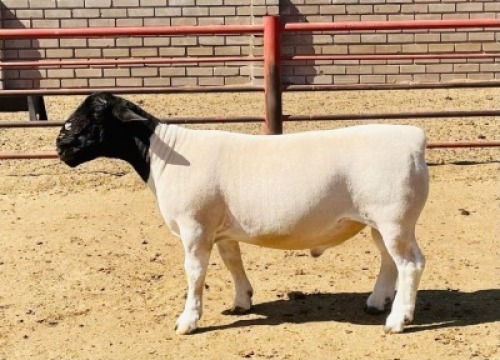 LOT 49 1X DORPER STUD RAM KOWIE DE WITT DORPERS