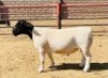 LOT 49 1X DORPER STUD RAM KOWIE DE WITT DORPERS