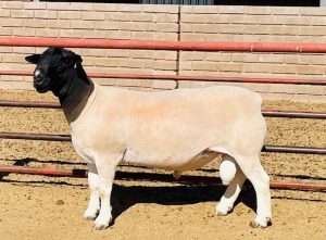 LOT 50 1X DORPER FLOCK RAM KOWIE DE WITT DORPERS