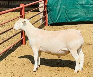 LOT 52 1X WHITE DORPER STUD RAM KOWIE DE WITT DORPERS