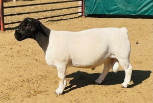 LOT 51 1X DORPER T5 RAM KOWIE DE WITT DORPERS