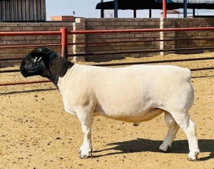 LOT 30 1X DORPER T5 RAM Roebel KOWIE DE WITT DORPERS