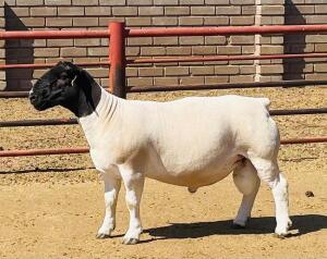 LOT 64 1X DORPER FLOCK RAM KOWIE DE WITT DORPERS