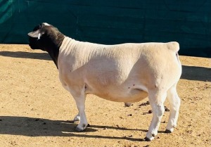 LOT 65 WITHDRAW - 1X DORPER RAM KOWIE DE WITT DORPERS