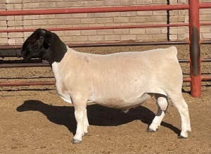 LOT 66 1X DORPER STUD RAM KOWIE DE WITT DORPERS