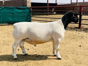 LOT 67 1X DORPER FLOCK RAM KOWIE DE WITT DORPERS