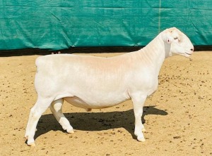 LOT 53 1X WHITE DORPER FLOCK RAM KOWIE DE WITT DORPERS