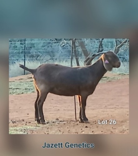 1X KALAHARI RED OOI/EWE FLOCK JAZETT GENETICS