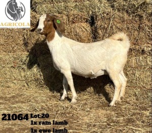 1X BOERBOK OOI/EWE FLOCK AGRICOLA