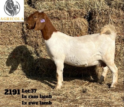 1X BOERBOK OOI/EWE FLOCK AGRICOLA