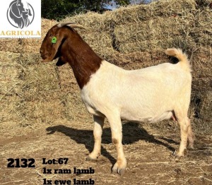 1X BOERBOK OOI/EWE STUD AGRICOLA