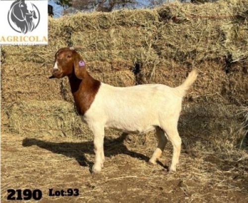 1X BOERBOK OOI/EWE STUD AGRICOLA