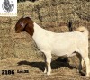 1X BOERBOK OOI/EWE FLOCK AGRICOLA