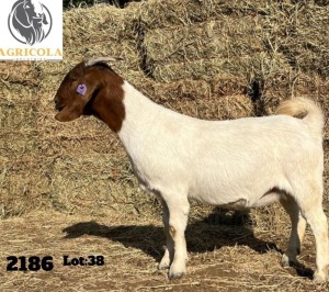 1X BOERBOK OOI/EWE FLOCK AGRICOLA