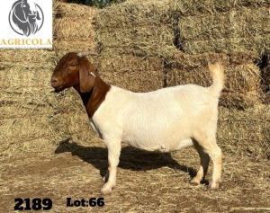 1X BOERBOK OOI/EWE STOET AGRICOLA