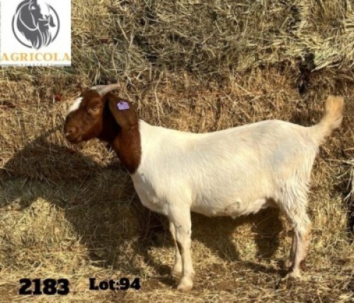 1X BOERBOK OOI/EWE STUD AGRICOLA