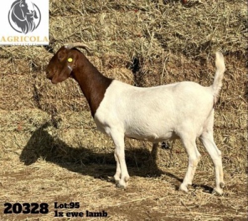 1X BOERBOK OOI/EWE FLOCK AGRICOLA