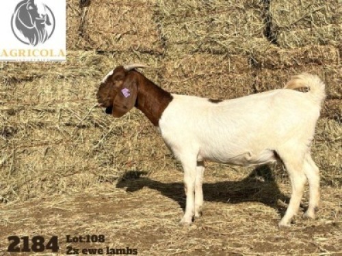 1X BOERBOK OOI/EWE FLOCK AGRICOLA