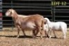 1+2X MEATMASTER OOI/EWE - 2