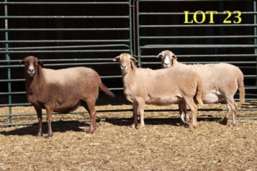 3X MEATMASTER OOI/EWE (Betaal per dier om lot te neem)
