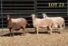 3X MEATMASTER OOI/EWE (Betaal per dier om lot te neem)