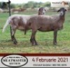 LOT 122 2X MEATMASTER OOIE/EWE DIDYMUS MEATMASTERS(PER STUK OM LOT TE NEEM/PER PIECE TO TAKE THE LOT) - 3