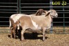 3X MEATMASTER OOI/EWE (Betaal per dier om lot te neem) - 2