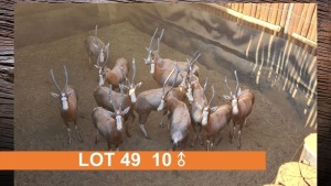 10X BLESBOK (PER STUK OM LOT TE NEEM)