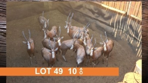 10X BLESBOK (PER STUK OM LOT TE NEEM)