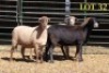 4X MEATMASTER OOI/EWE (Betaal per dier om lot te neem) - 2