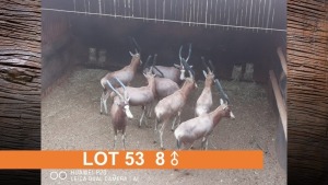 8X BLESBOK (PER STUK OM LOT TE NEEM)