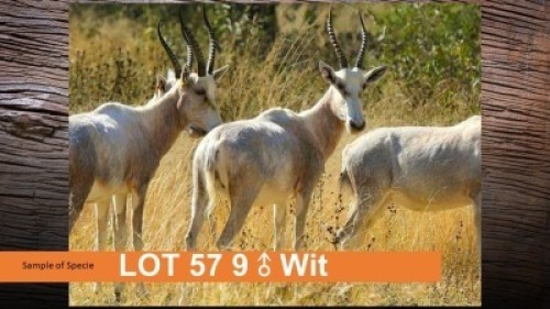 9X BLESBOK wit (PER STUK OM LOT TE NEEM)