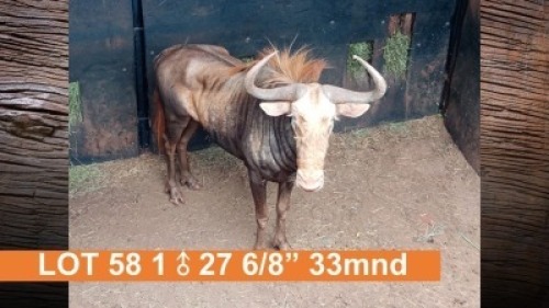 1X KONINGSWILDEBEES 