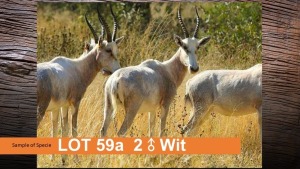 2X BLESBOK WIT (PER STUK OM LOT TE NEEM)