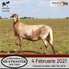 LOT 122 2X MEATMASTER OOIE/EWE DIDYMUS MEATMASTERS(PER STUK OM LOT TE NEEM/PER PIECE TO TAKE THE LOT)