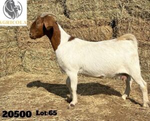 1X BOERBOK OOI/EWE FLOCK AGRICOLA