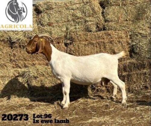 1X BOERBOK OOI/EWE FLOCK AGRICOLA