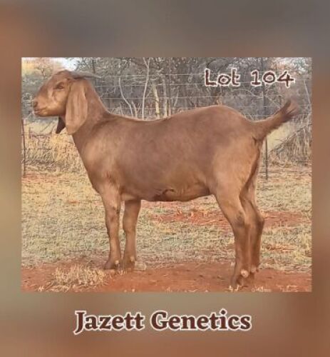 1X KALAHARI RED OOI/EWE FLOCK JAZETT GENETICS