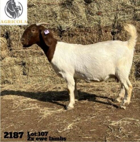 1X BOERBOK OOI/EWE STUD AGRICOLA