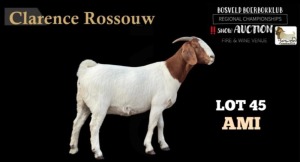 1X BOERBOK OOI FLOCK CLARENCE ROSSOUW