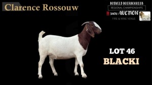 1X BOERBOK OOI FLOCK CLARENCE ROSSOUW