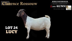 1X BOERBOK OOI FLOCK CLARENCE ROSSOUW