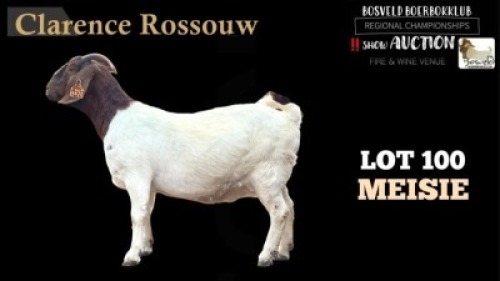 1X BOERBOK OOI FLOCK CLARENCE ROSSOUW