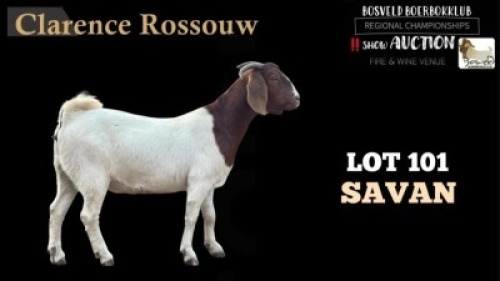 1X BOERBOK OOI FLOCK CLARENCE ROSSOUW