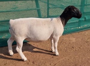 LOT 5 1X DORPER T5 OOI/EWE MICKEY PHILLIPS & SON