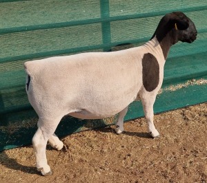 LOT 4 1X DORPER T5 OOI/EWE MICKEY PHILLIPS & SON