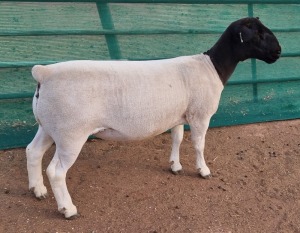 LOT 30 1X DORPER T5 OOI/EWE MICKEY PHILLIPS & SON