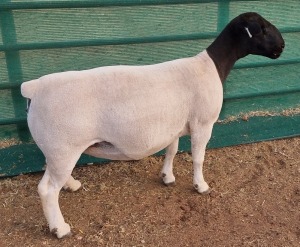 LOT 28 1X DORPER T5 OOI/EWE MICKEY PHILLIPS & SON